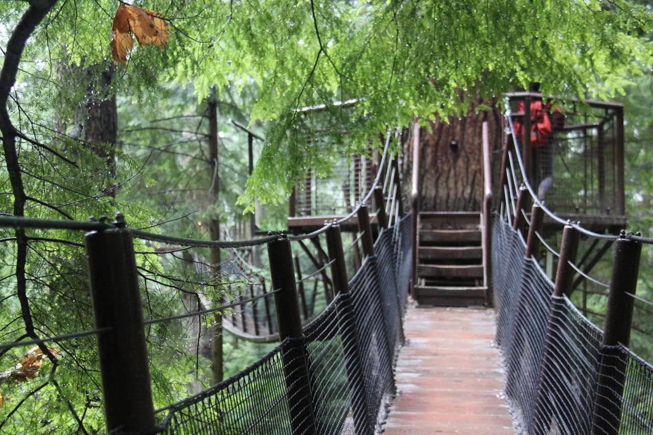 Tree top adventure