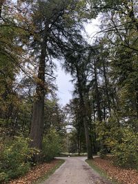 Empty road along trees in forest