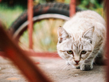 Close-up portrait of cat relaxing outdoors