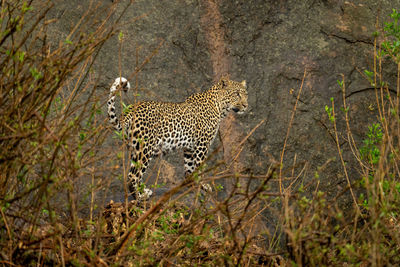 Leopard stands on rock framed by bushes