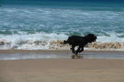 View of waves on beach