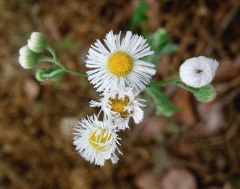 Close-up of white flowering plant