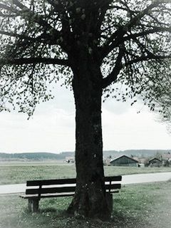 BENCH BY TREE AGAINST SKY