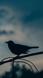 Close-up of bird perching on branch