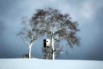 Bare tree against sky