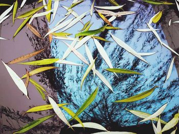 High angle view of fish and leaves in lake