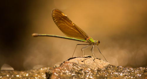 Close-up of damselfly on leaf