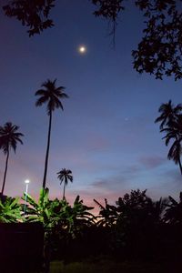 Low angle view of palm trees against sky at night