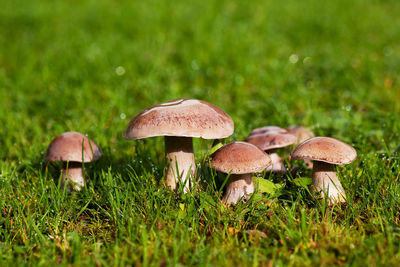 Mushrooms with dew drops on the grass in the early autumn morning. 