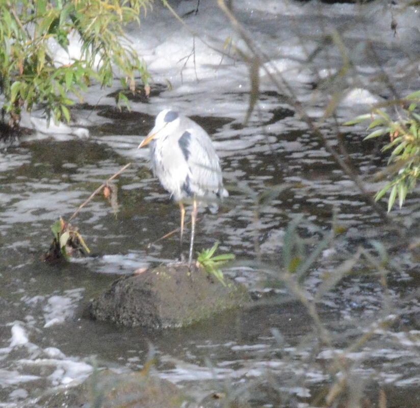 CLOSE-UP OF GRAY HERON IN STREAM