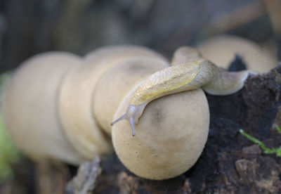 Close-up of lizard on tree