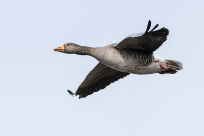 Low angle view of goose flying against clear sky