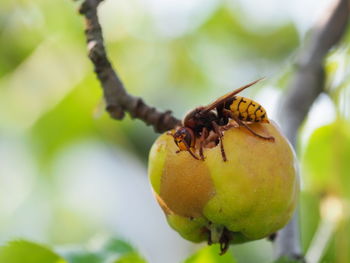 Close-up of insect on tree