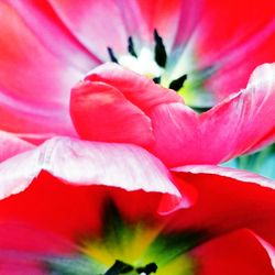 Macro shot of red flower