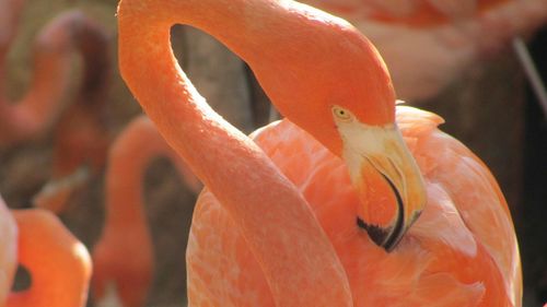 Close-up of flamingos