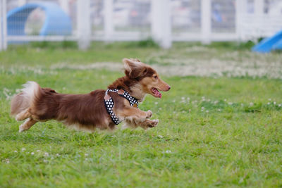 Doggy in dog park happy and joyful