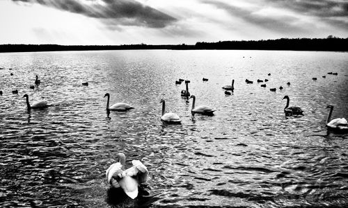 Flock of birds in lake