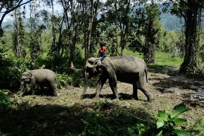 View of elephant in the field