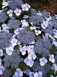 High angle view of purple flowering plant on field