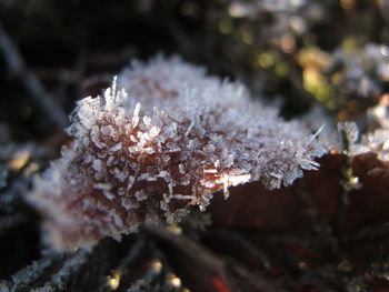 Close-up of leaves on branch