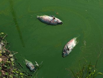 High angle view of fishes swimming in lake