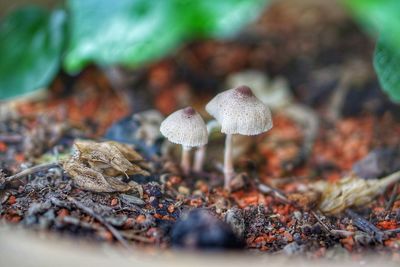 Close-up of fly agaric mushroom