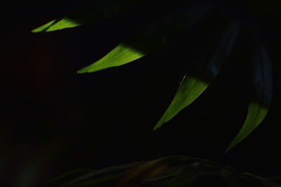 Close-up of plant growing against black background