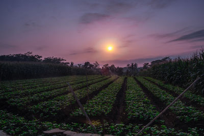 Scenic view of field against sky during sunset