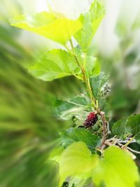 Close-up of insect on plant