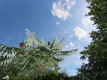 Low angle view of trees against sky