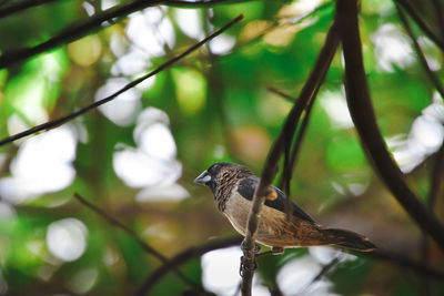 Tailorbird