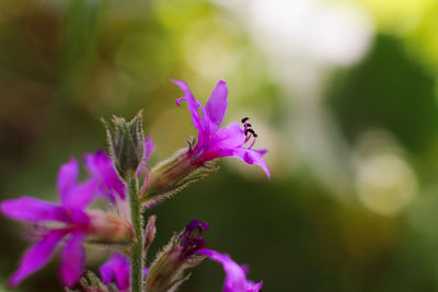 Close-up of bee on purple flower