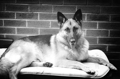 Dog sitting on sofa