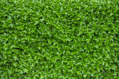 Full frame shot of fresh green plants