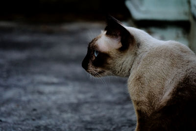 Close-up portrait of a siamese cat on a street in bangkok