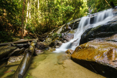 Scenic view of waterfall in forest