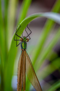Close-up of damselfly on leaf