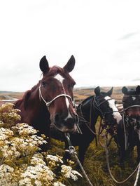 Portrait of a horse