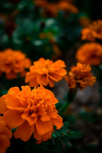 Close-up of orange marigold flowers