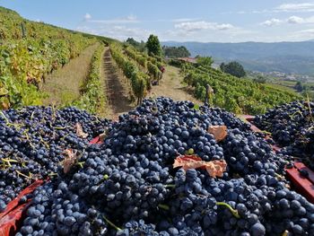 High angle view of grapes growing in vineyard