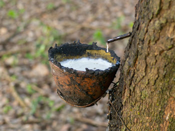 Close-up of old rusty metal on tree trunk