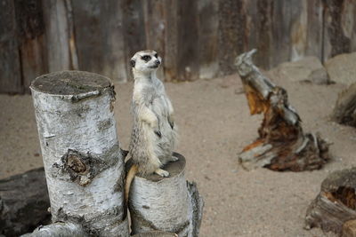 Meerkat on log at zoo