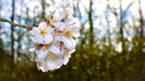 Close-up of white cherry blossom tree