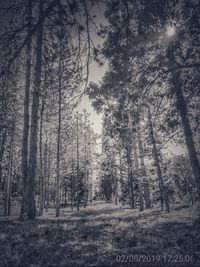 Trees in forest against sky