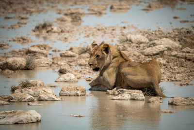 Lion lies on stepping stones looking left