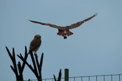 Low angle view of eagle flying in sky