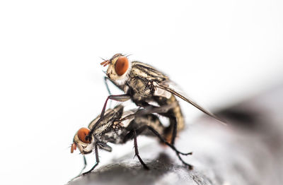 Close-up of flies mating on railing