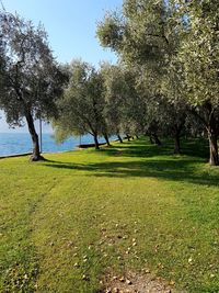 Trees against clear sky