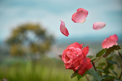 Close-up of red rose against blurred background