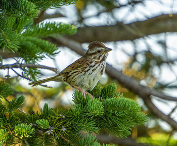 Close-up of bird perching on branch